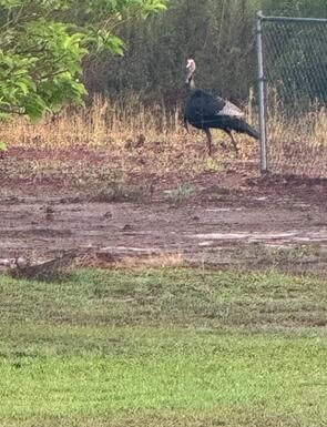 502 Partridge Road Photo 66