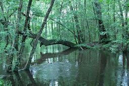 1017 Blackbird Road  photo 4