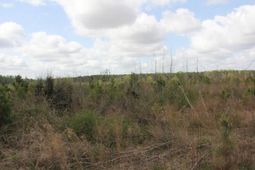 000 Ponderosa Road photo 4