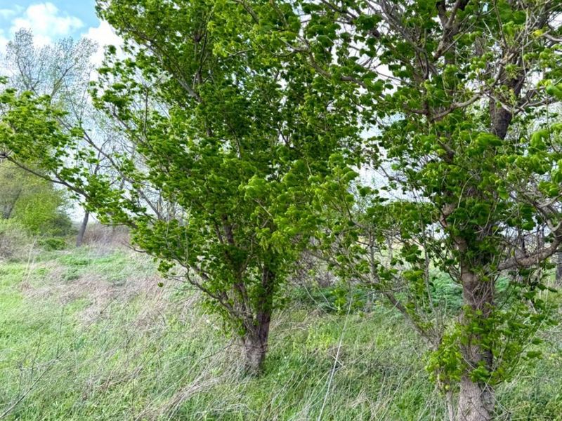 11732 Martin Alexander, Sardinia, OH 45171 Photo 82