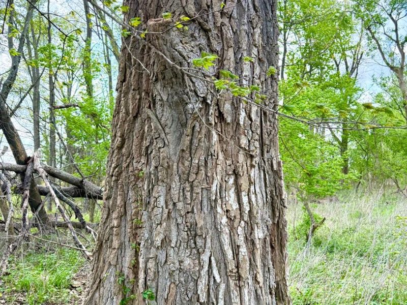 11732 Martin Alexander, Sardinia, OH 45171 Photo 85