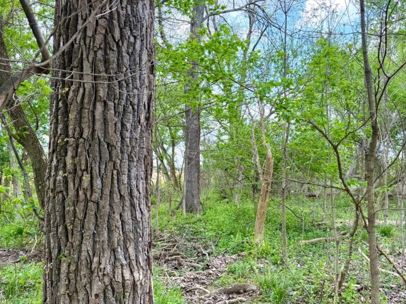 11732 Martin Alexander, Sardinia, OH 45171 Photo 86