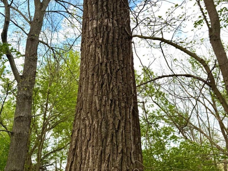 11732 Martin Alexander, Sardinia, OH 45171 Photo 87