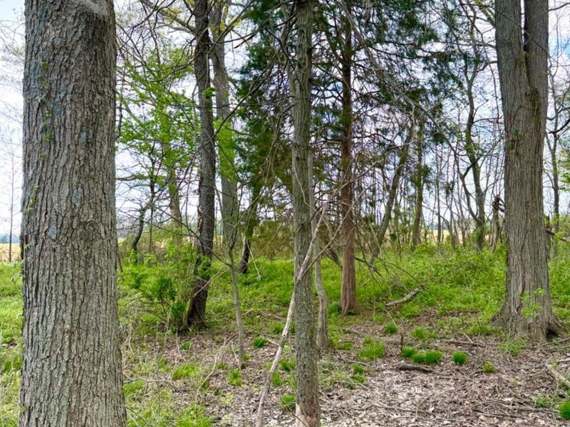 11732 Martin Alexander, Sardinia, OH 45171 Photo 89