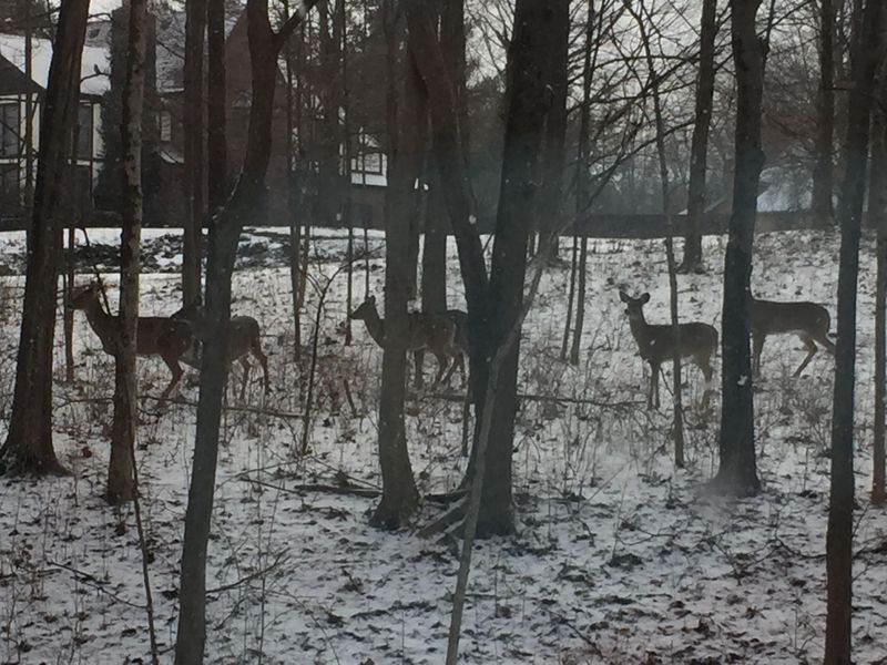 430 Leander Drive, Springfield, OH 45504 Photo 102