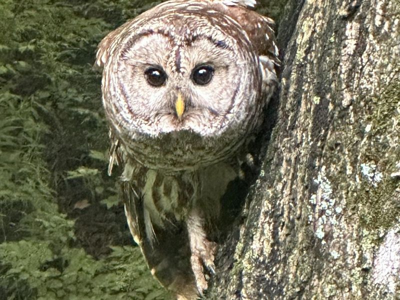 430 Leander Drive, Springfield, OH 45504 Photo 103