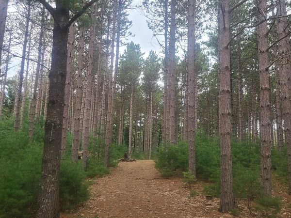 Lot 1 FAWN LANE, Hancock, WI 54943