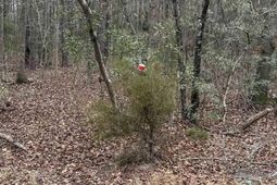 1644 Pincushion Road photo 4