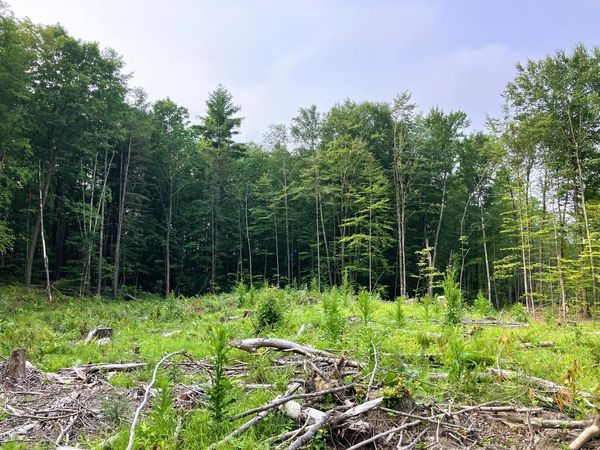 Lot 8 Fern Lake Road, Leicester, VT 05733