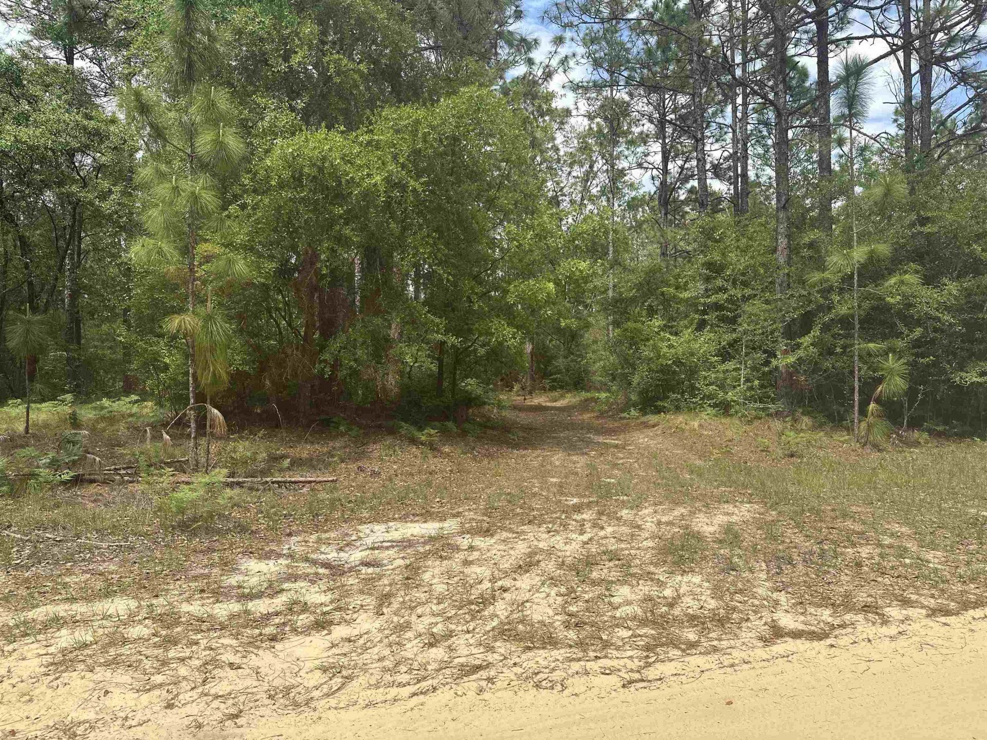 8024 Meridale Drive, Woodville, FL 32305 Photo