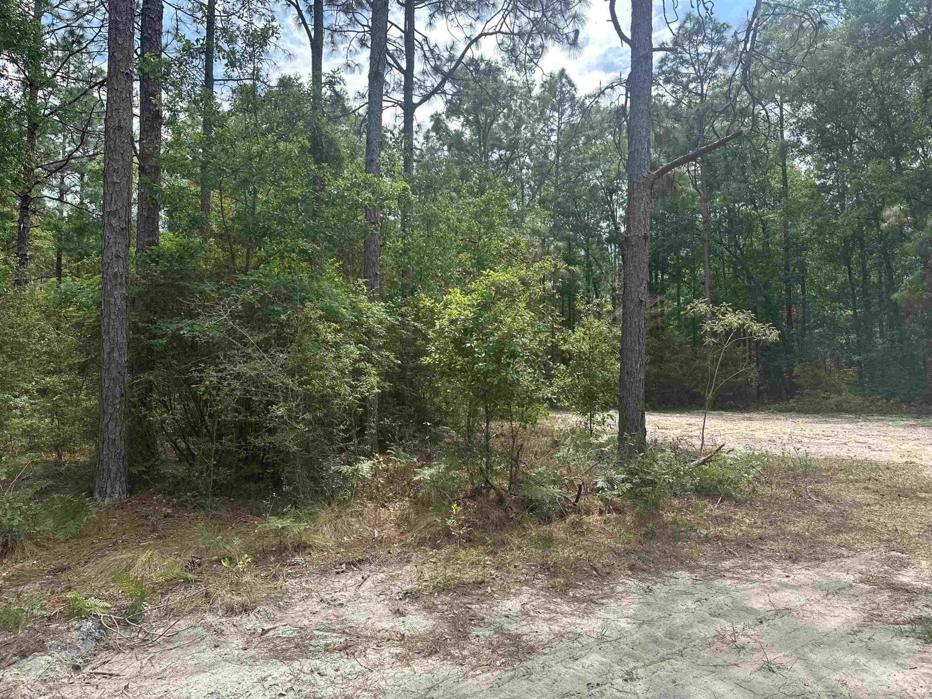 8024 Meridale Drive, Woodville, FL 32305 Photo