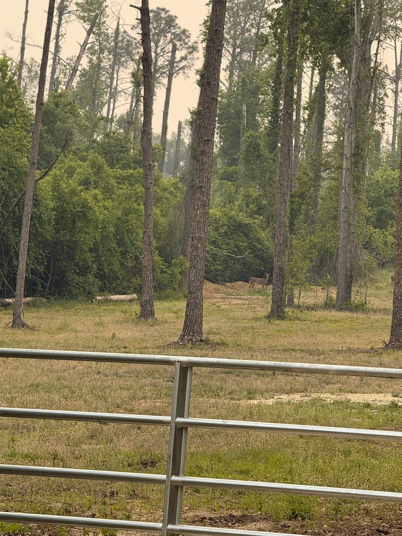 455 NE Blue Ridge Landing Avenue , Lee, FL 32059 Photo