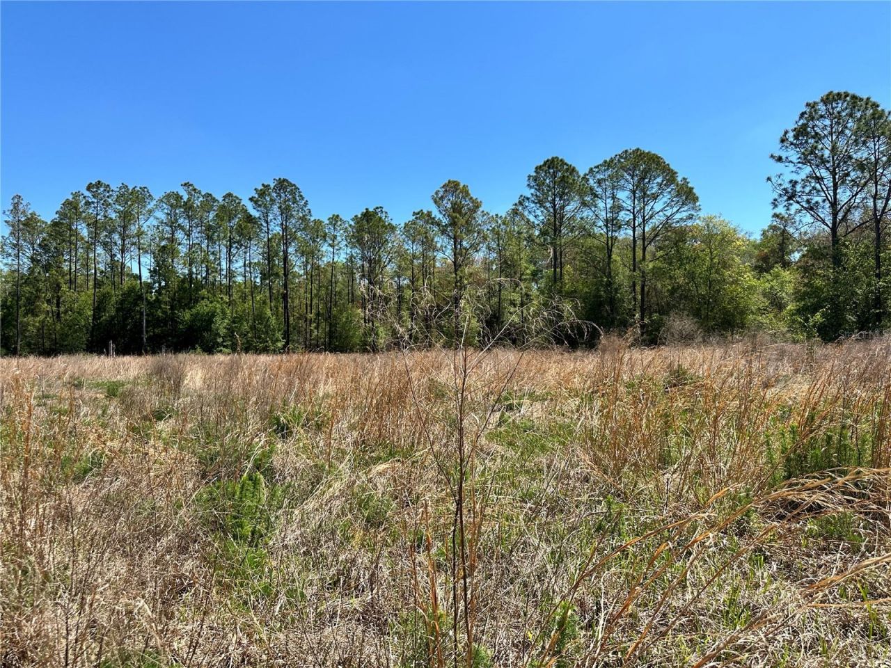 Tbd NE 128th Lane, Bronson, FL 32621 Photo