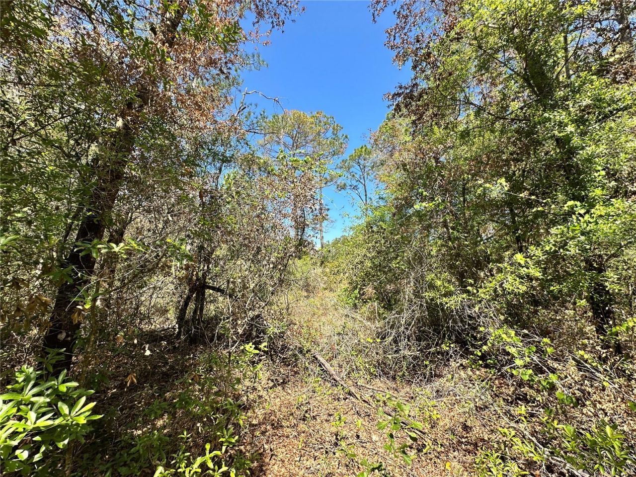 Tbd NE 128th Lane, Bronson, FL 32621 Photo