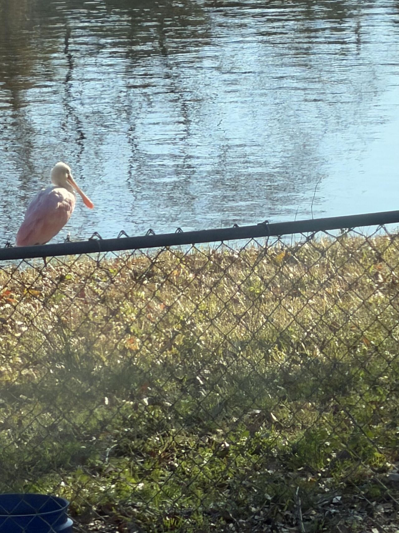 868 Melrose Drive Photo 14