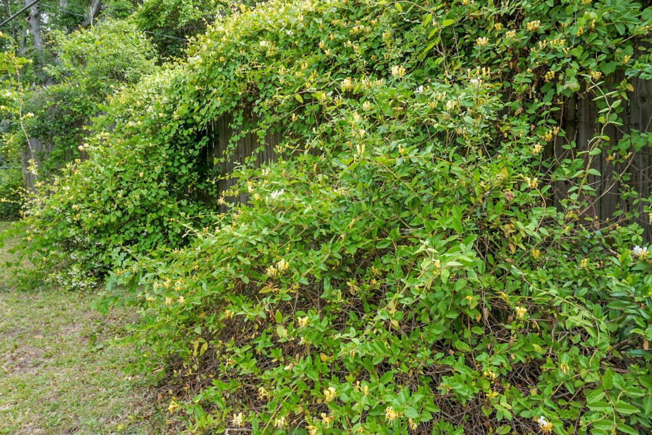 1046 Birchdale Drive Photo 50