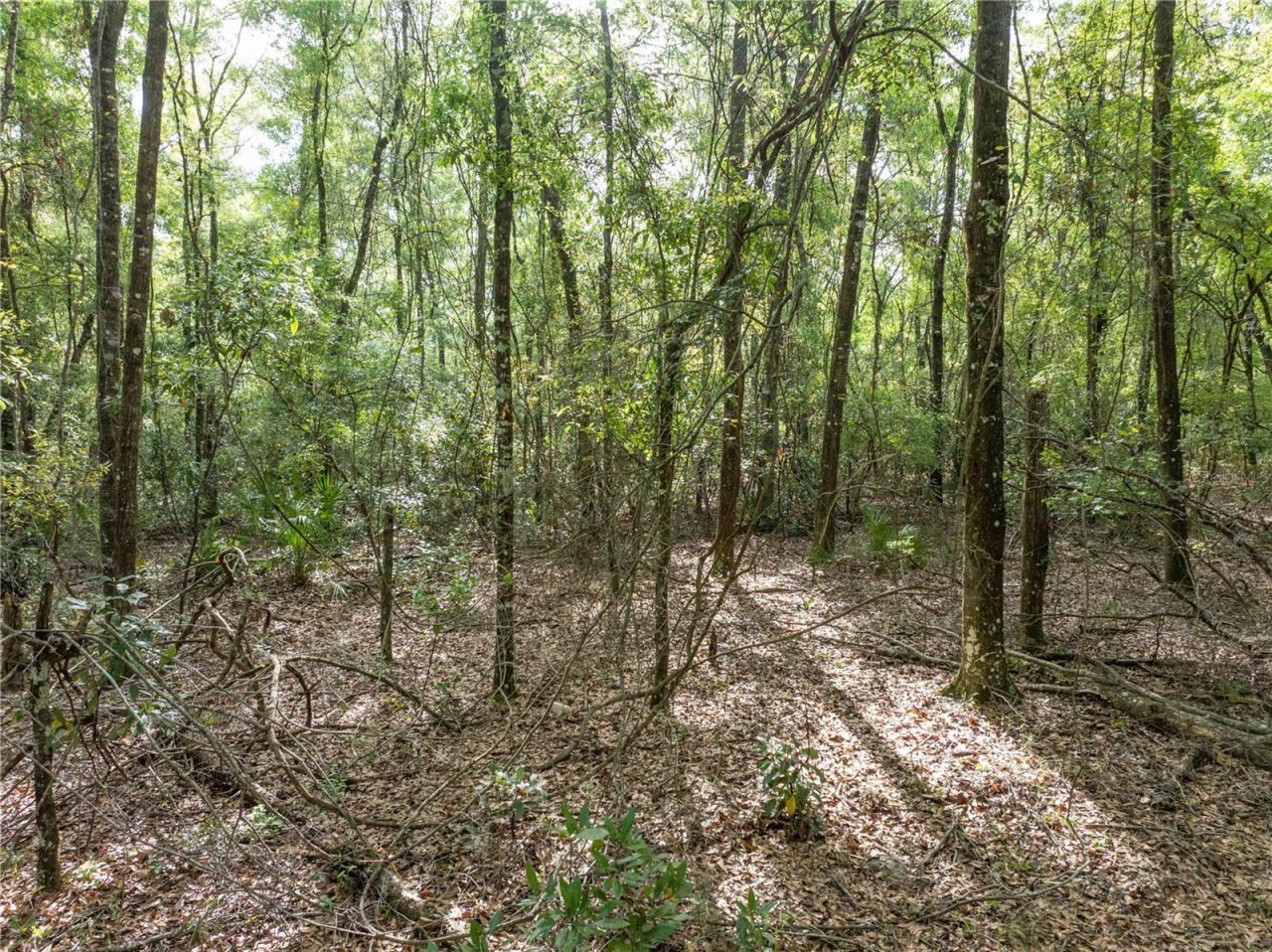290 SW Rattlesnake Glen, Fort White, FL 32038 Photo