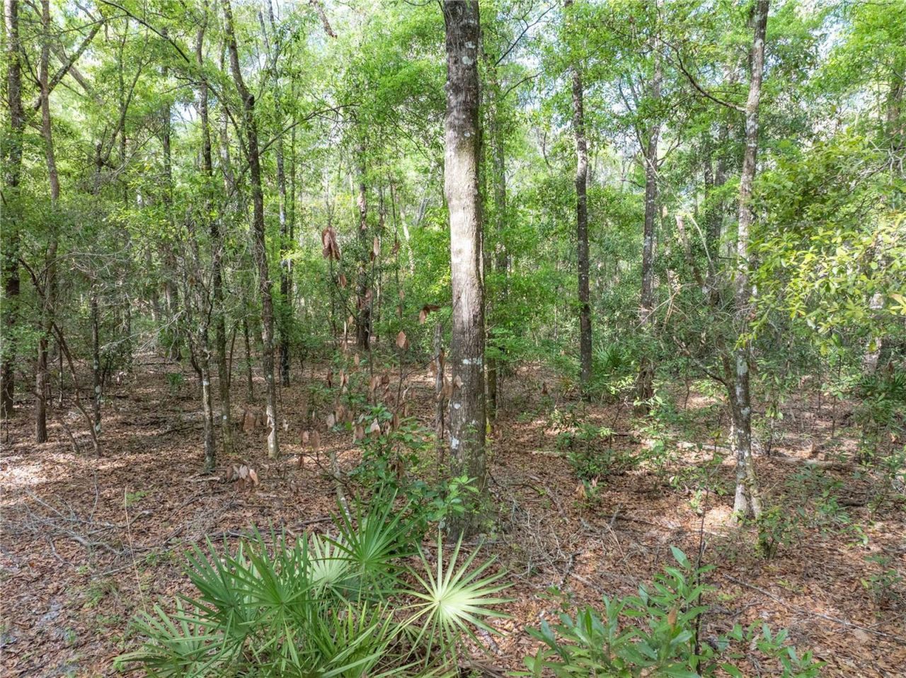 290 SW Rattlesnake Glen, Fort White, FL 32038 Photo
