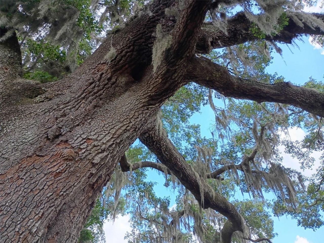 1403 Blackwelder Road , De Leon Springs, FL 32130 Photo