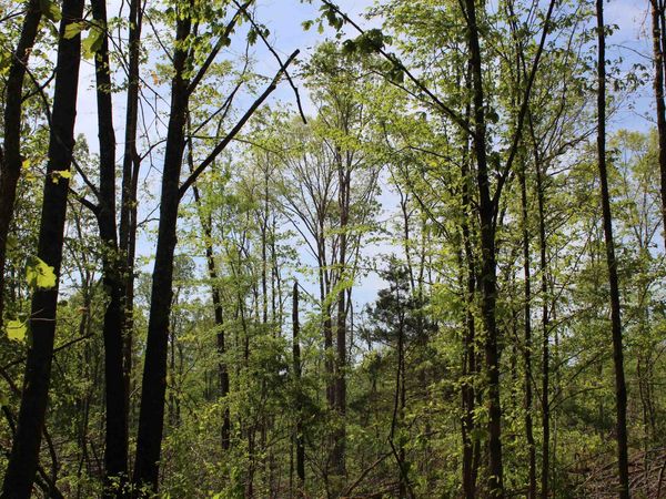 000 MARONEY LN, Medon, TN 38356