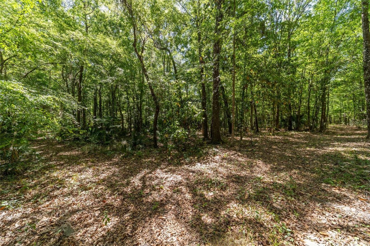 20005 NW 135th Avenue, Micanopy, FL 32667 Photo