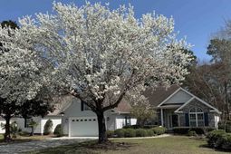9592 Indigo Creek Blvd. photo 4