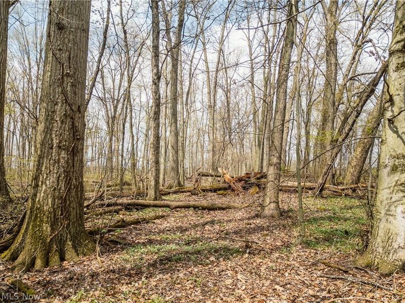 Steiner Road, Creston, OH 44217 Photo 4