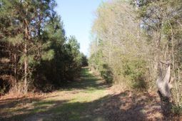 0000 Ponderosa photo 4