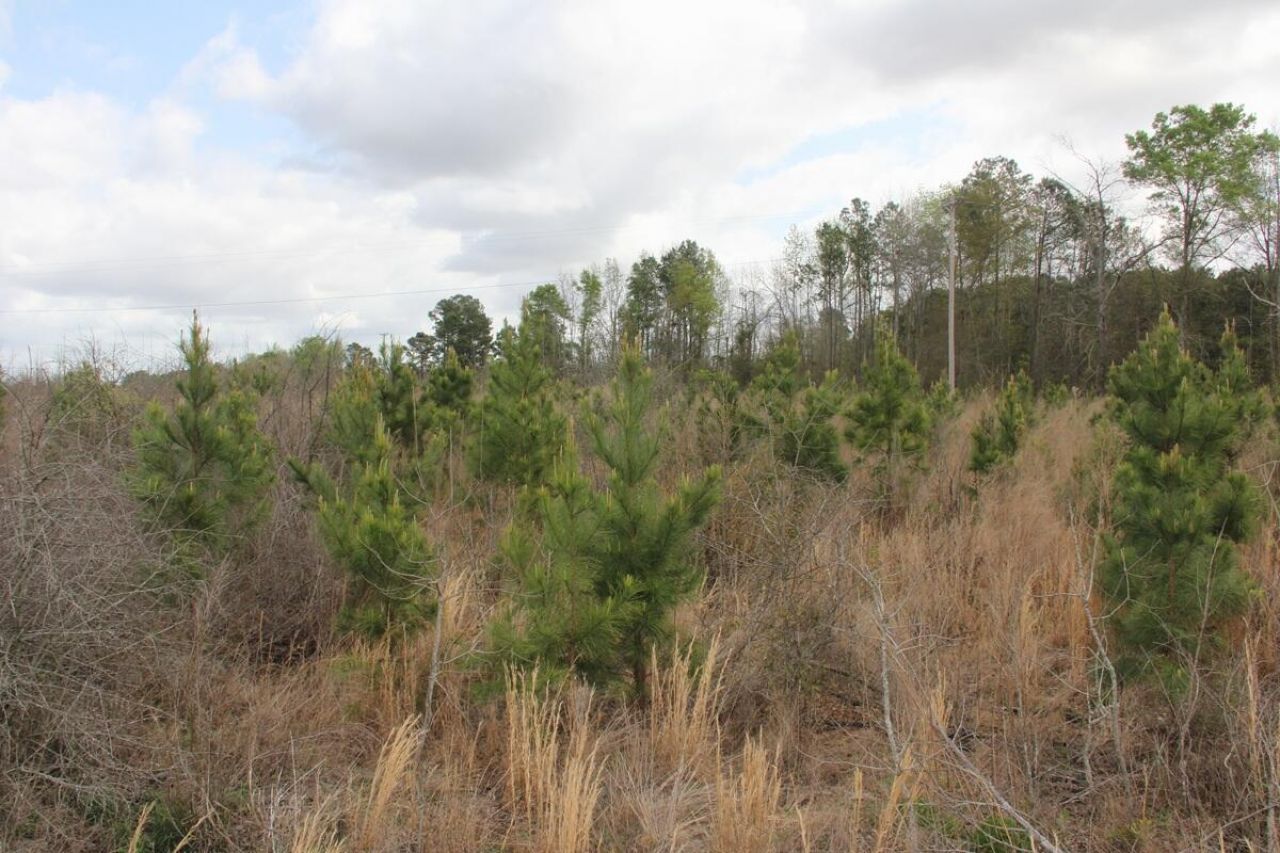0000 Ponderosa Road Photo 3