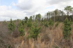 0000 Ponderosa Road photo 4