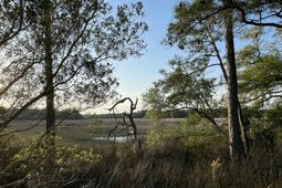 8468 Chisolm Plantation Road photo 4