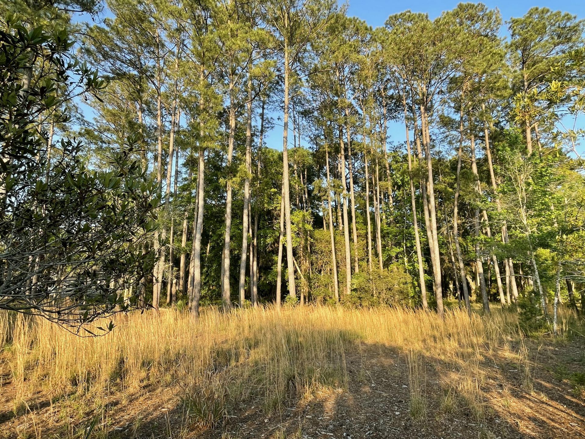 8468 Chisolm Plantation Road Photo 37