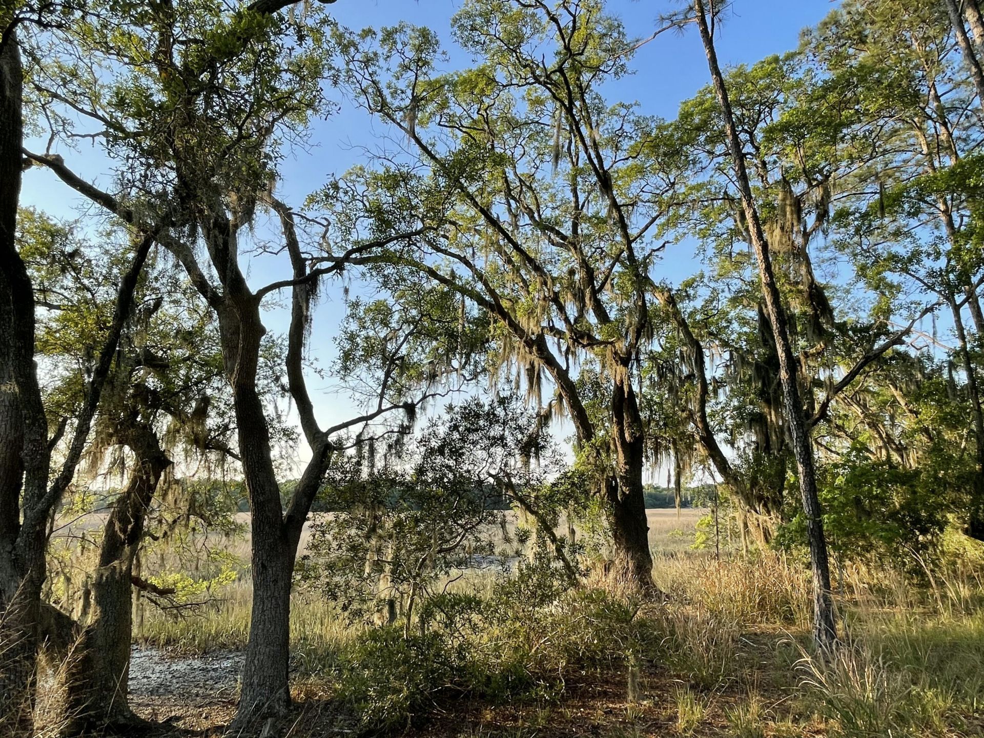 8468 Chisolm Plantation Road Photo 42