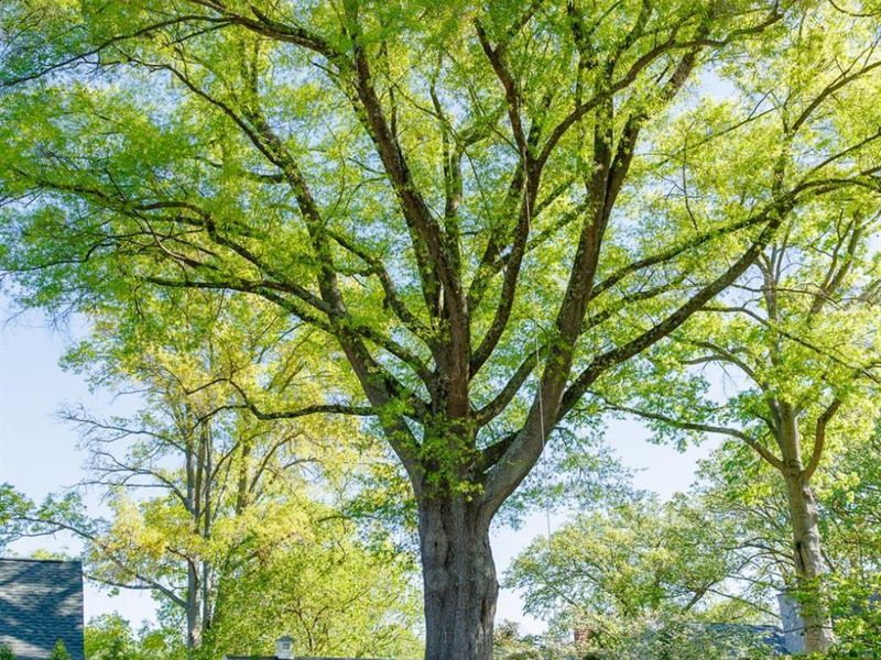 3604 Center Street, Mariemont, OH 45227 Photo 43