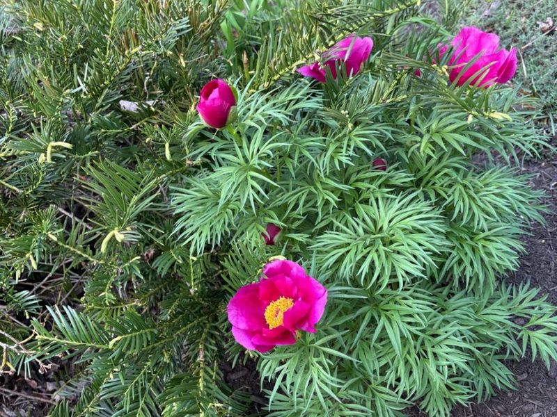 110 Springwood Drive, Oxford Twp, OH 45056 Photo 34