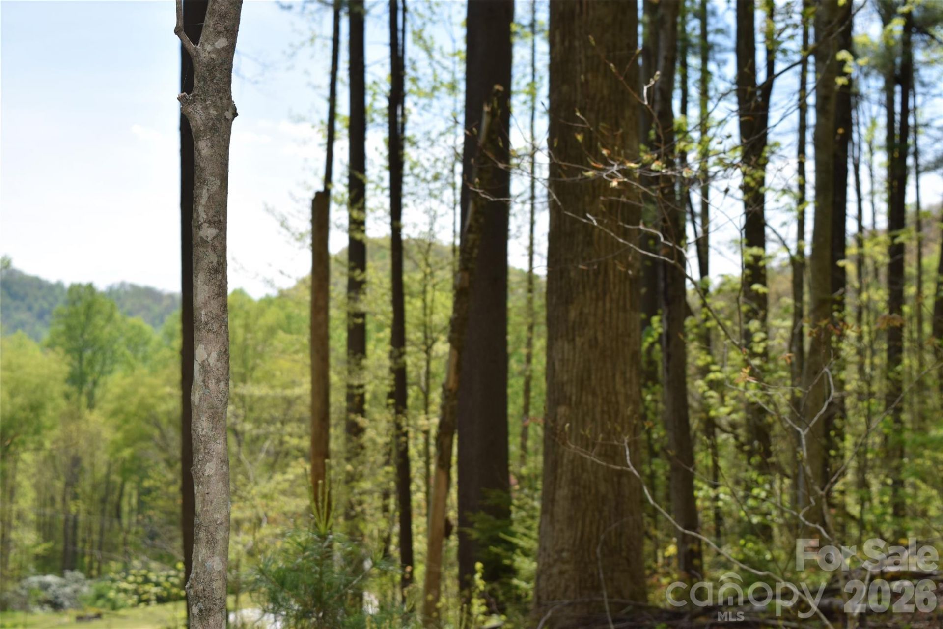 Tbd Cabin Flats Road, Balsam, NC 28707 Main Photo