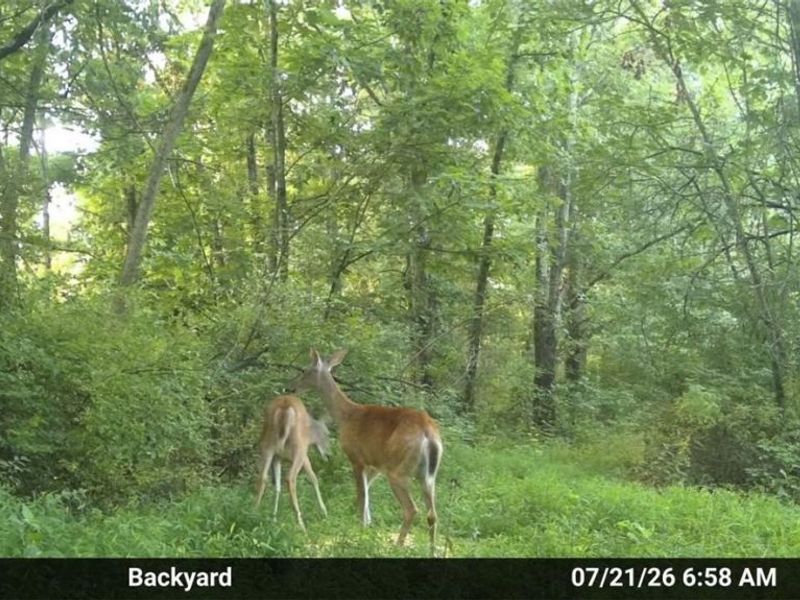 0 Harrons Ridge Road, Dexter City, OH 45727 Photo 29