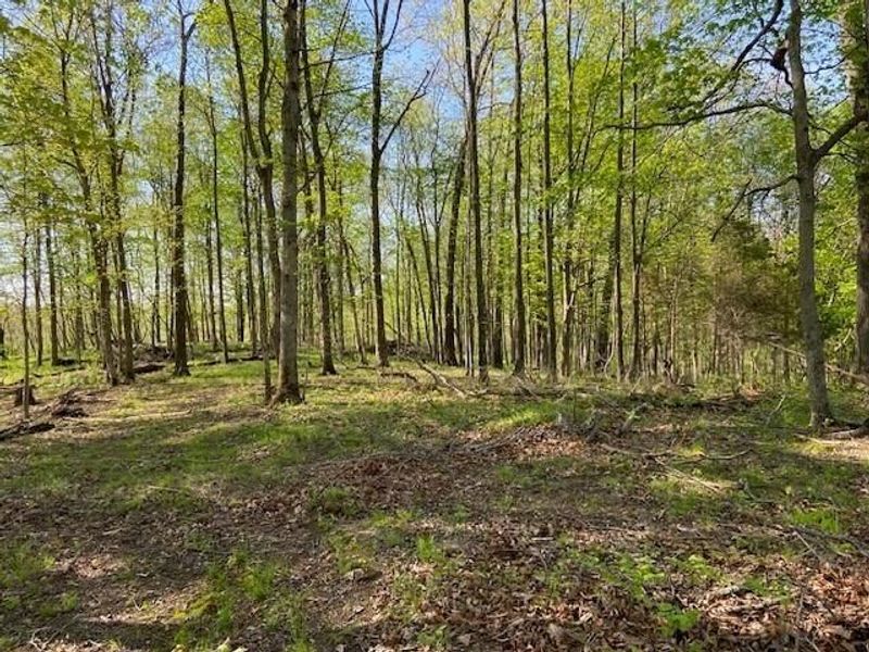 2451 Sardis Road, Mount Olivet, KY 41064 Photo 29