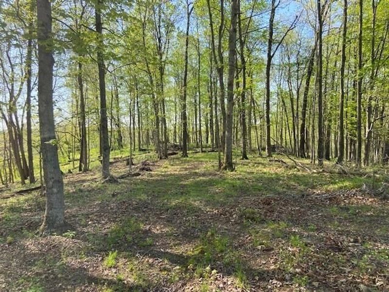 2451 Sardis Road, Mount Olivet, KY 41064 Photo 34
