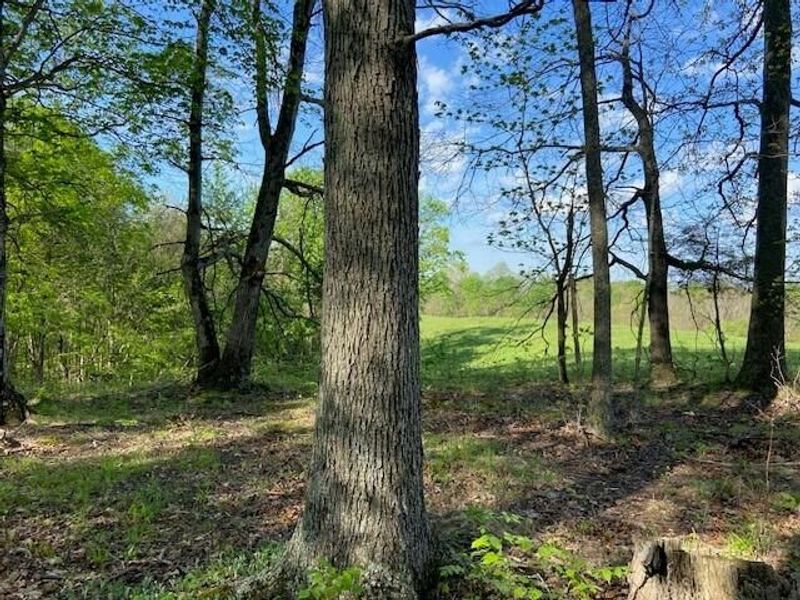 2451 Sardis Road, Mount Olivet, KY 41064 Photo 35