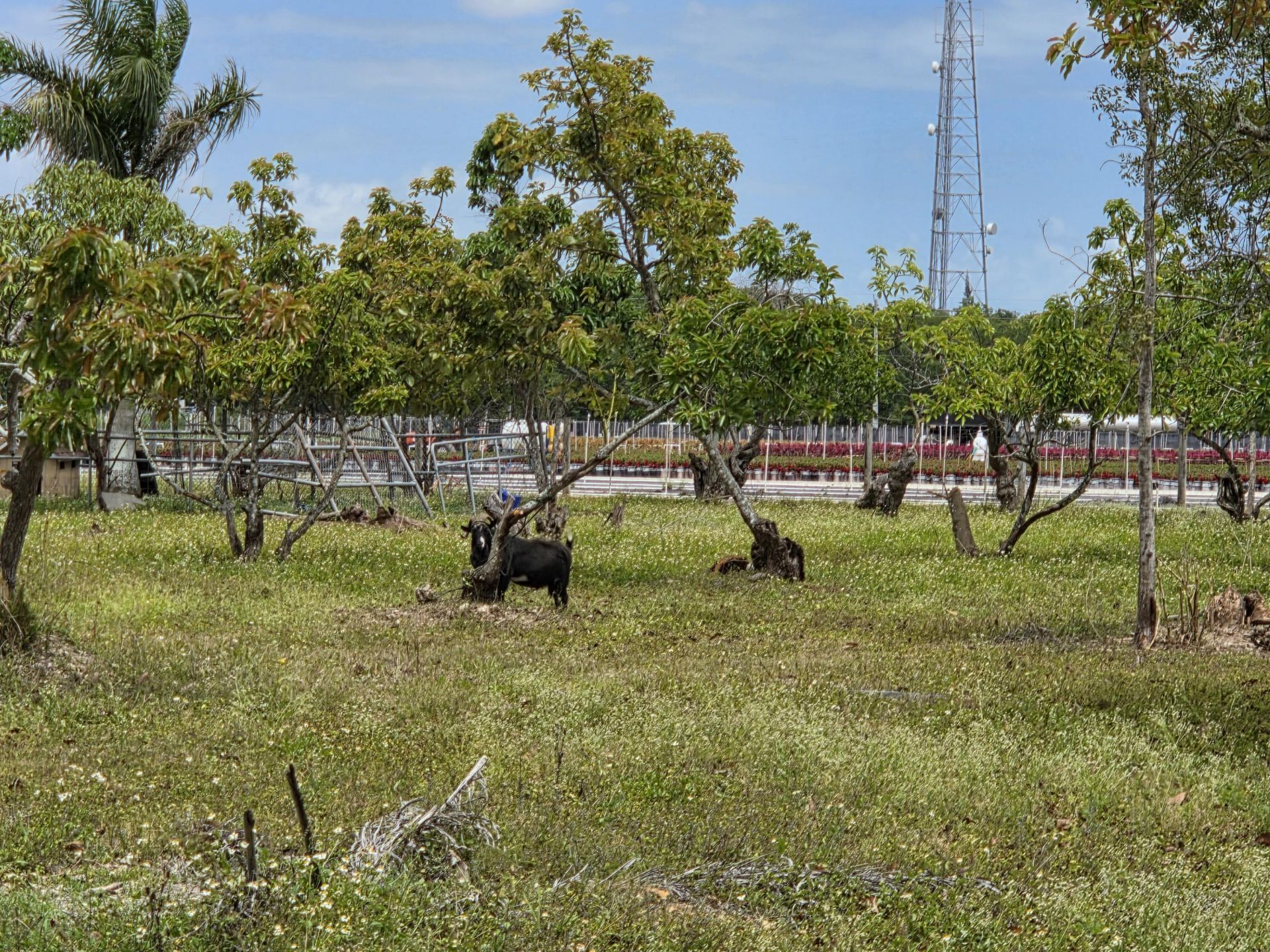 17890 SW 264th Street, Homestead, FL 33031 Photo