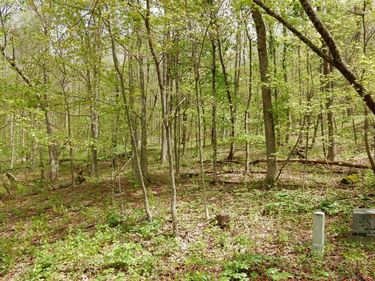 tbd FLAG ROCK TRL, HOT SPRINGS, VA 24445