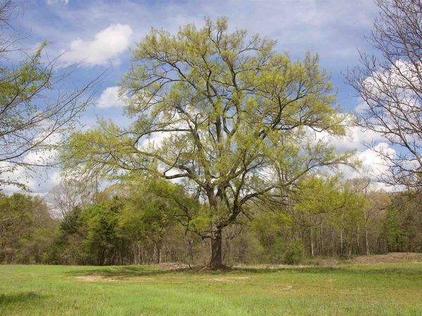 1519 WILBURN RD, Michigan City, MS 38647