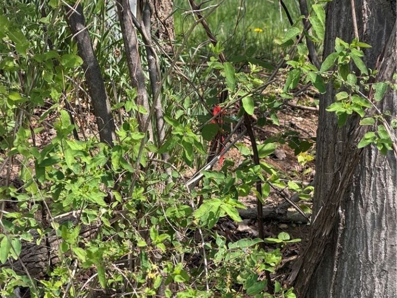 Village Street SE, Canton, OH 44707 Photo 10