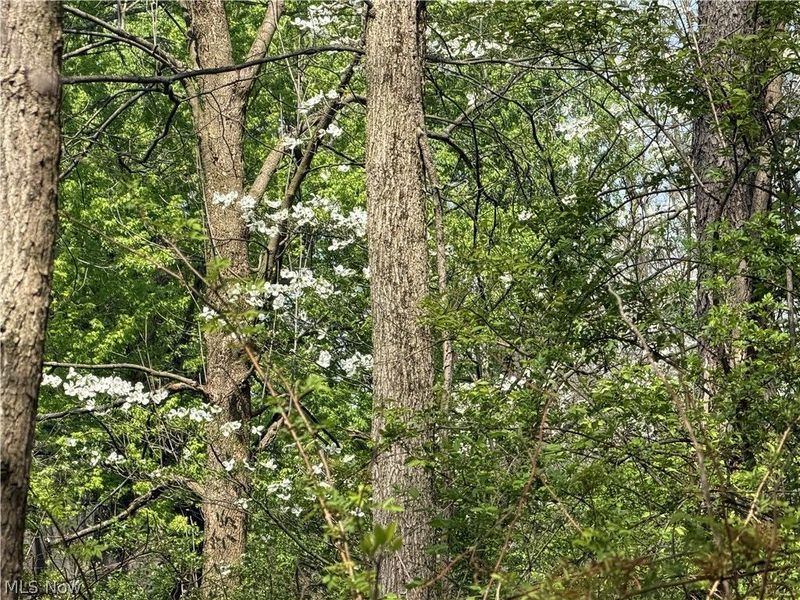 Village Street SE, Canton, OH 44707 Photo 3