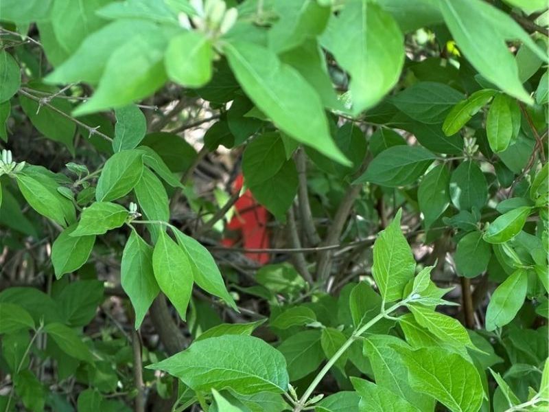 Village Street SE, Canton, OH 44707 Photo 9