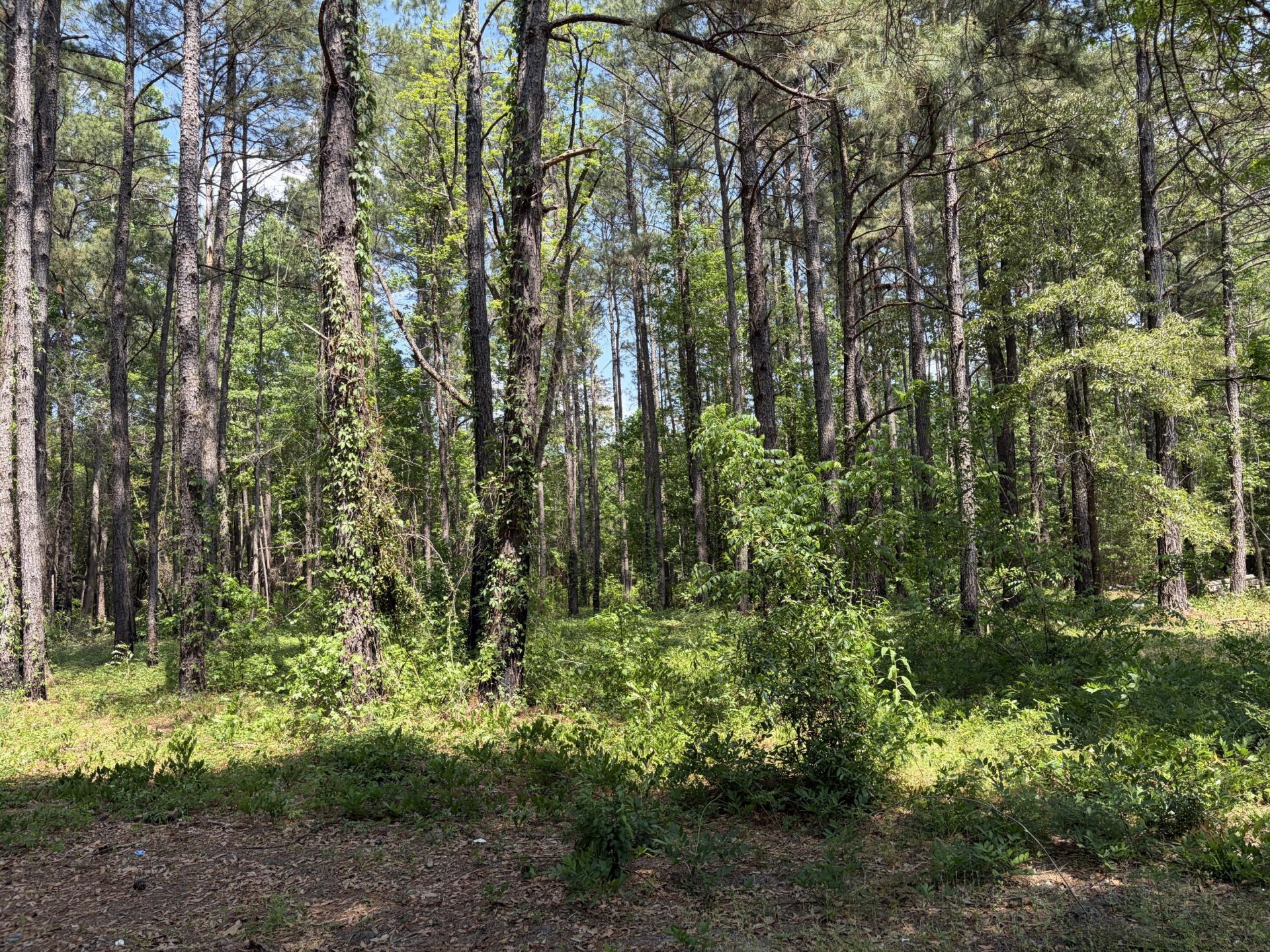 2022 Lumber Road Photo 24