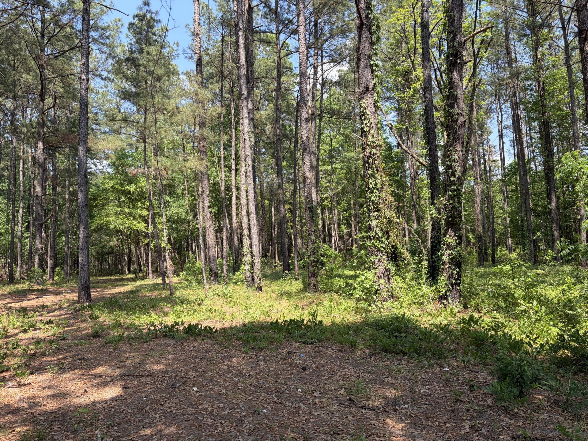 2022 Lumber Road Photo 45