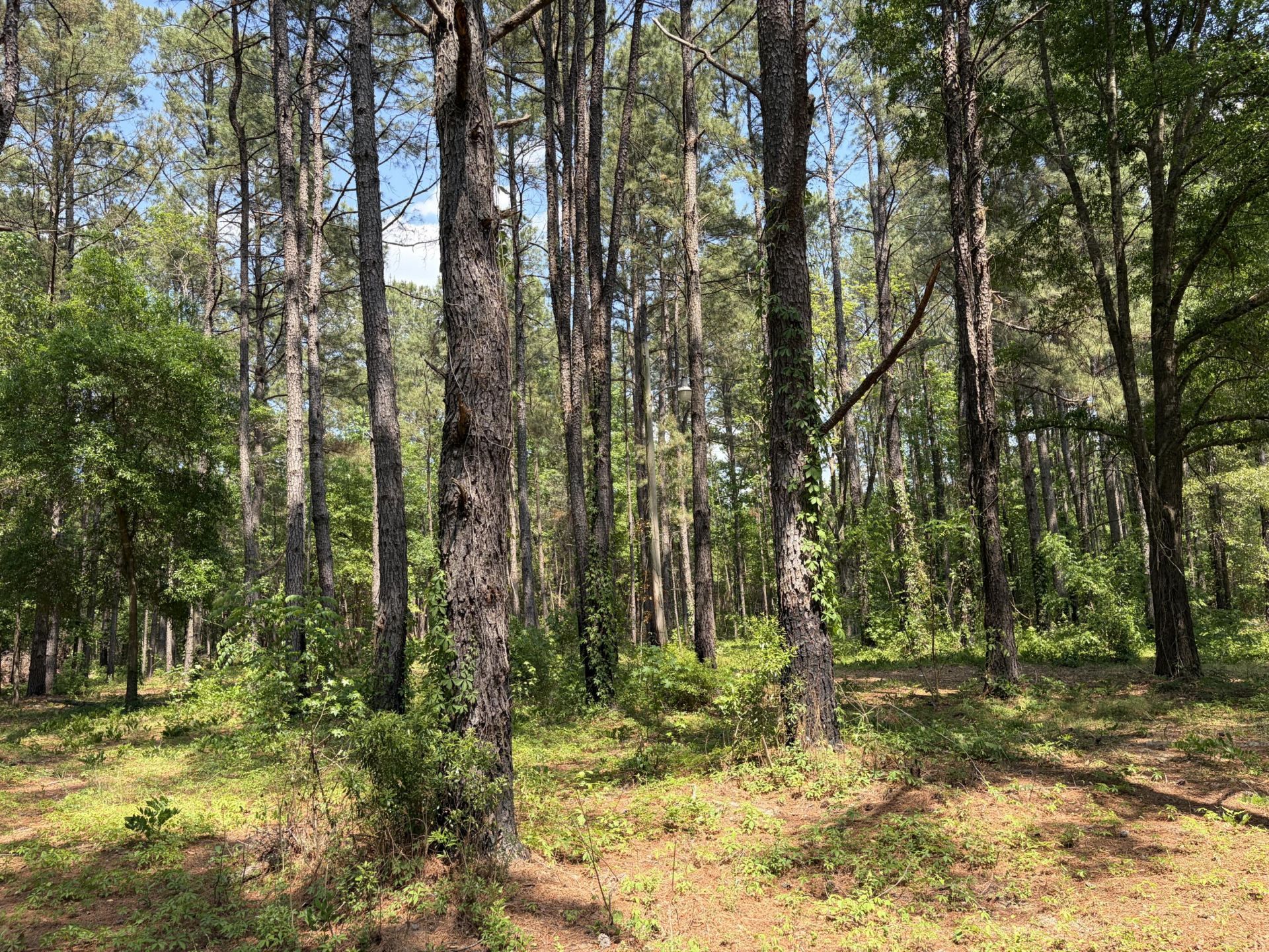 2022 Lumber Road Photo 46