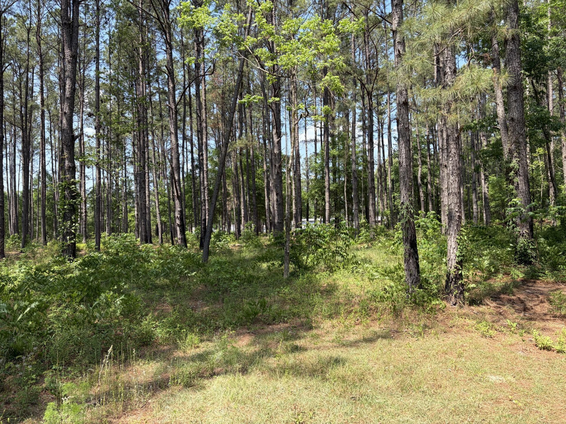 2022 Lumber Road Photo 47